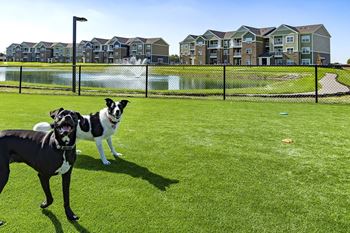 two dogs standing on the grass at a dog park  at Thirteen01 at Hartman Lakes, Illinois, 62269